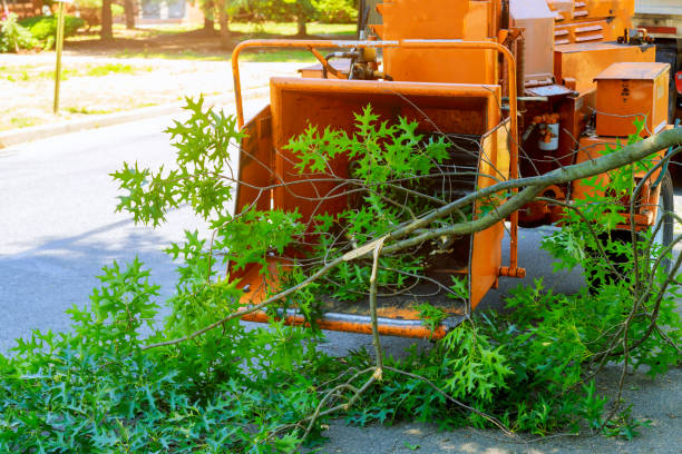  , USA Tree Removal Pros